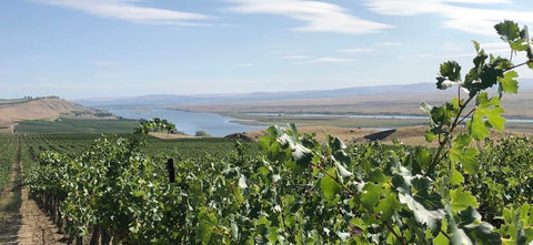 Celebrating Washington Wine Month