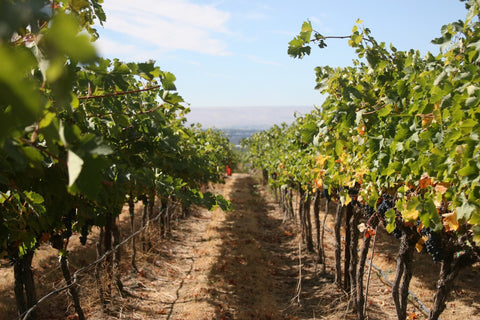 Embracing Native Fermentation for Exceptional Wines