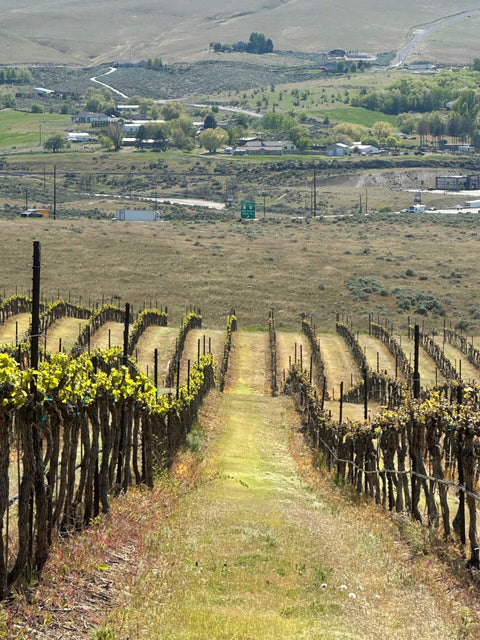 Springtime in the Vineyards: Behind The Scenes