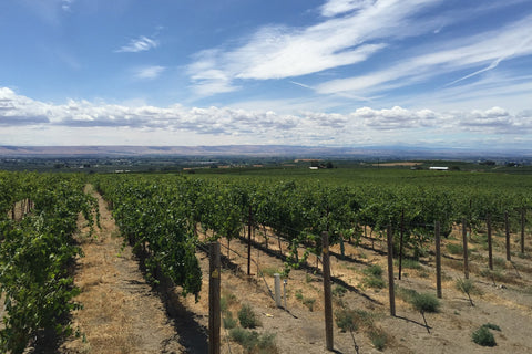 Vineyard with rows of grapevines under a blue sky with clouds.
